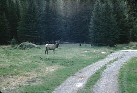 Bull elk, Kootenay Crossing