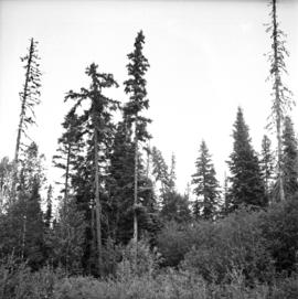 Poor quality Spruce left after diameter cutting at West Branch, Aleza Lake Forest Experiment Station