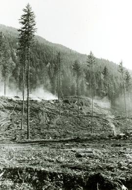 Larch and Douglas fir seed trees and seedbed preparation in Nelson, BC