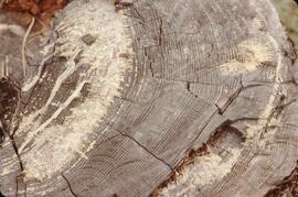 Tree rings and pitch on log