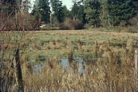 Wetlands at Mechosin