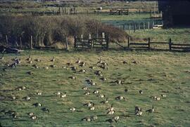 Canada Geese at Serpentine Fen