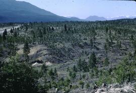 Christmas tree plantation near Radium