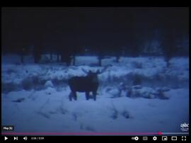 Caribou Bull