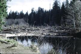 Log jam at Yakoun River Valley