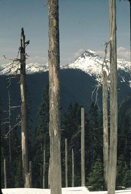 Mount Laughington behind dead trees