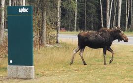 Moose at UNBC