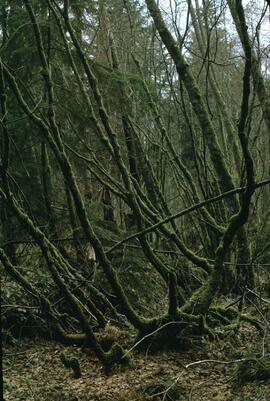 Mossy tree at Mundy Park in Coquitlam