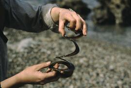 Curled algae at Tsusiat Falls on the West Coast Trail