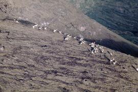 Stone sheep in the Eaglenest Range