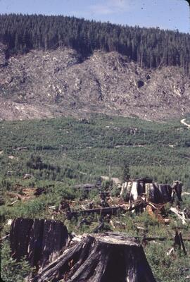 Douglas fir regeneration and old stand after recent logging in Nimpkish Valley