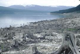 Stumps at Arrow Lake