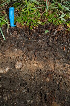 BC12-11 soil profile (detail)
