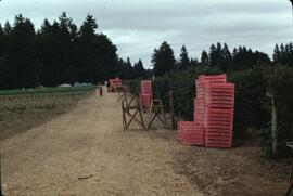 Stacked berry picking containers by berry bushes in Langley