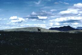 Caribou on the horizon