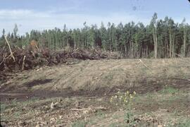 New cultivation near Fort Nelson