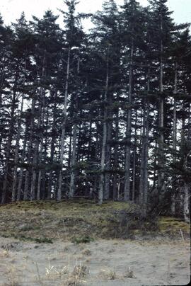 Sitka spruce stabilized dune east of Masset