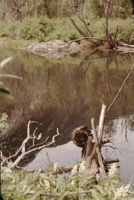 Beaver dam in pond at Stein Valley