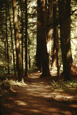 Trail at Mount Benson Regional Park