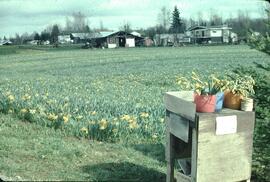 Daffodils at Bradner