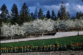 Tulips and cherry tree blossoms at Okanagan Mission