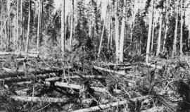 Fallen trees at Timber Sale X9696