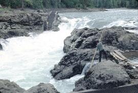 Gaffing fish and fish ladder at Moricetown