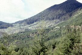 Forested landscape in the Yakoun River Valley