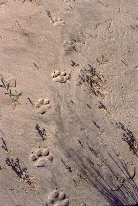 Wolf tracks near Fort Nelson