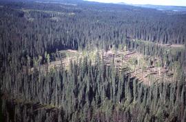 View of logged area in forest