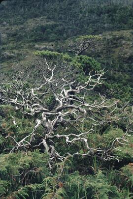 Dead tree among foliage