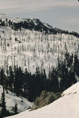 View of valley with dead trees on Mount Laughington trail
