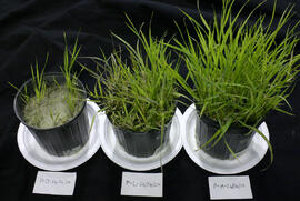 Plants in UNBC Enhanced Forestry Lab