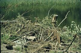 Beaver dam at Nukko Lake