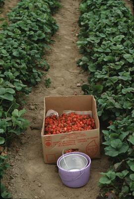 Box of strawberries in field in Langley