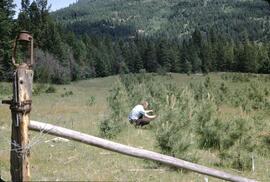 Ponderosa pine tree plantation at Bear Creek