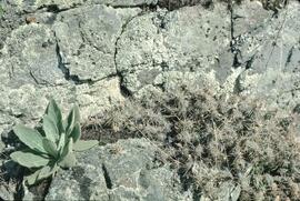Cactus growing on rock face in the Okanagan Valley
