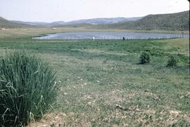 Saltgrass and lake near Kamloops