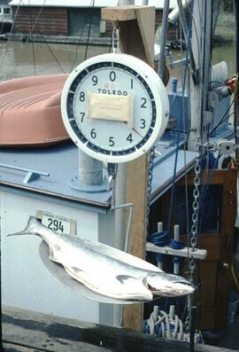 Fish on weigh scales in the Delta-Richmond area
