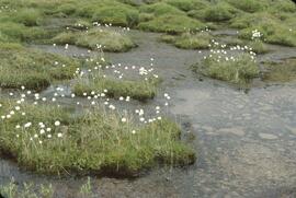 Cottongrass (Eriophorum) cottonballs and willow sedge at Zechtoo Mountain