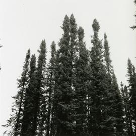 Crown form of potentially commercial Black Spruce stand at Mile 3 on the Hart Highway