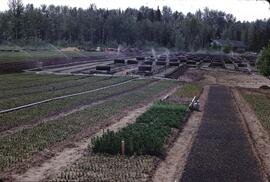 Forest nursery at Telkwa