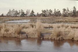 George C. Reifel Migratory Bird Sanctuary