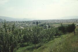 Orchard near Kelowna