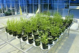 Plants in UNBC Enhanced Forestry Lab