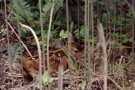 Fawn in Nimpkish Valley