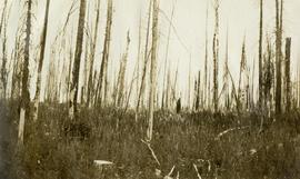 Spruce-Balsam Type Cut Over (1919) and Burned (1920), Sample Plot No. 4 (Hope's), Penny