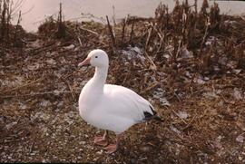 Snow goose at George C. Reifel Migratory Bird Sanctuary