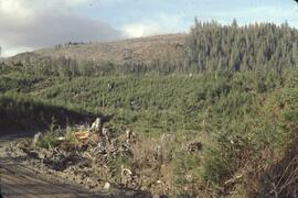 Forest harvesting near Queen Charlotte City