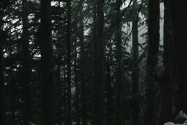 Forest on Goat Mountain